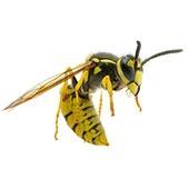 YellowJacket